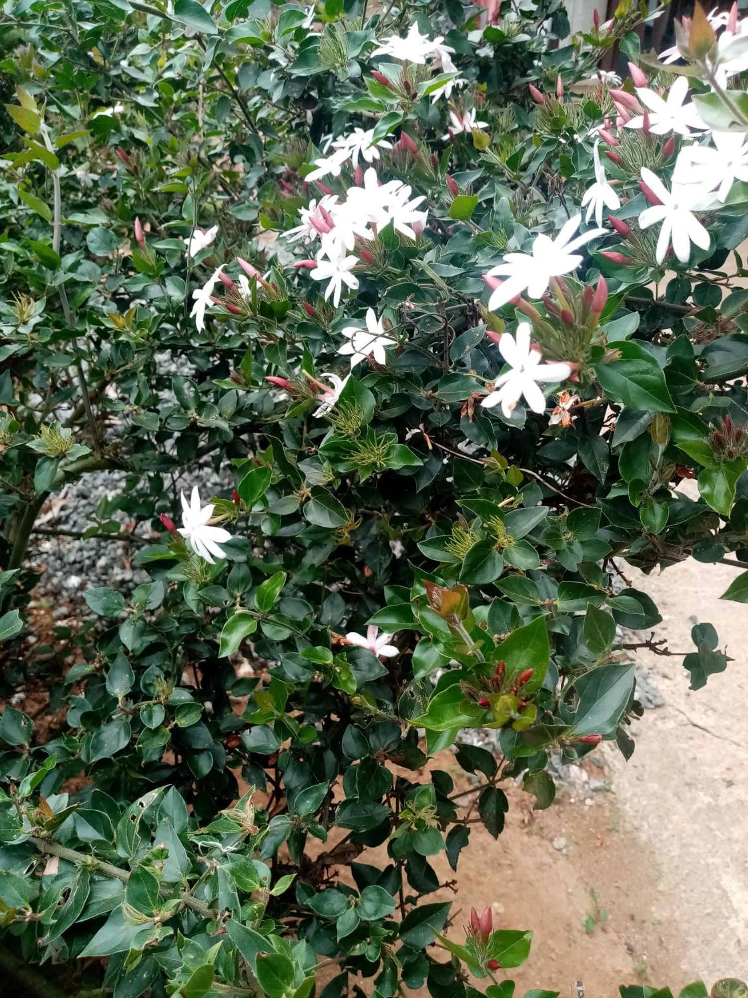 Apurvi Homestay Ella Exterior photo